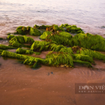 Khi bình minh đến 🐠🐠🐠